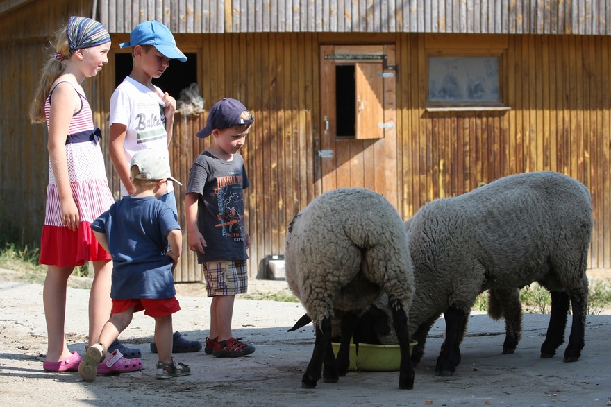 Farma Halenkovice – hospodářská zvířata, fotografie 70