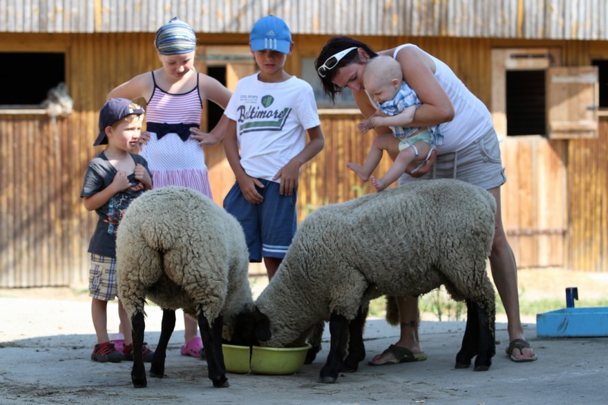 Farma Halenkovice – hospodářská zvířata, fotografie 71