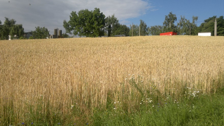 Farma Halenkovice – hospodářská zvířata, fotografie 61