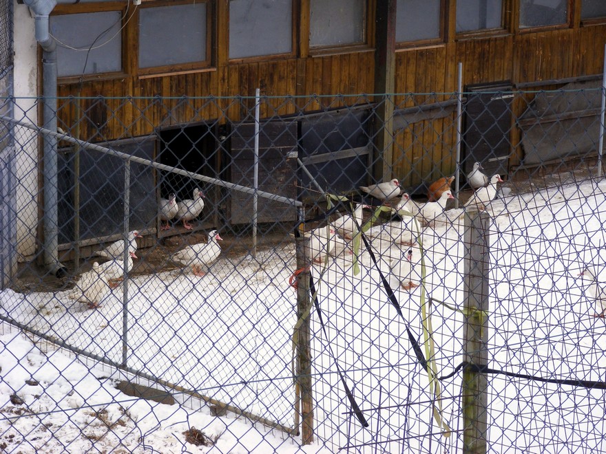 Farma Halenkovice – hospodářská zvířata, fotografie 64