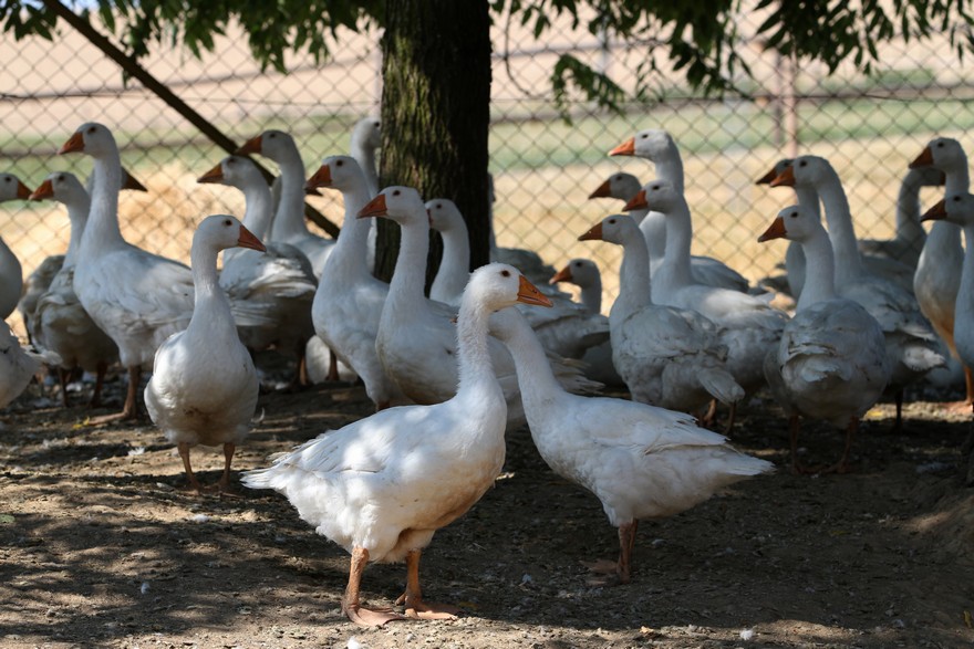 Farma Halenkovice – hospodářská zvířata, fotografie 69